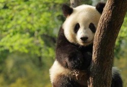 熊猫头娱乐圈爆料,明星幕后故事大曝光