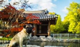 天浴在线观看八哥,八哥演绎的激情岁月