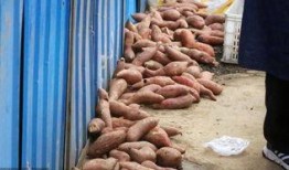 重庆烤红薯爆料案件最新,揭秘背后惊人真相
