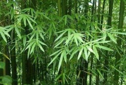 绿竹皮肤爆料视频下载