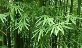 绿竹皮肤爆料视频下载