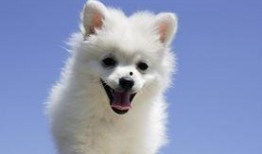 娱乐吃瓜酱监控小狗,小狗日常萌态大曝光！