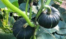 网红免费吃瓜视频,揭秘幕后真相与娱乐效应