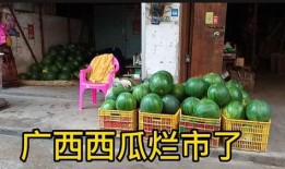 广西吃瓜网红是哪里人啊,广西吃瓜网红的家乡揭秘