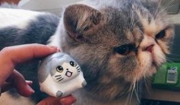 小猫咪闯天下爆料视频在线观看,萌宠探险记，在线观看爆笑来袭！