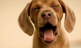 娱乐吃瓜酱监控小狗,小狗日常萌态大曝光！