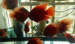 血鹦鹉在线观看