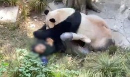 美国饲养员爆料事件视频,动物福利现状令人堪忧