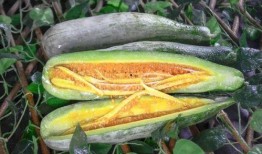 网红吃瓜com,揭秘娱乐圈幕后故事，带你领略明星真实生活