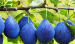 西梅加工爆料方法视频,跟随视频学习传统爆料技巧