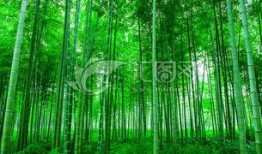 绿竹皮肤爆料视频下载